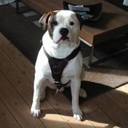 Amerikansk bulldog .: Riccardo :.