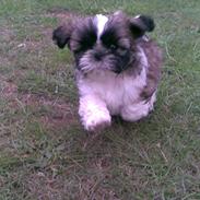 Shih tzu Byrstedgård Charly