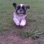 Shih tzu Byrstedgård Charly