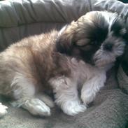 Shih tzu Byrstedgård Charly