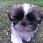Shih tzu Byrstedgård Charly