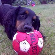 Field Trial spaniel Kenzo