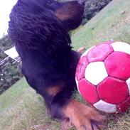 Field Trial spaniel Kenzo