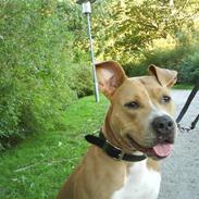 Amerikansk staffordshire terrier Buffy