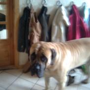 Mastiff Baloo<3