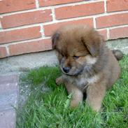 Blanding af racer Mitzo