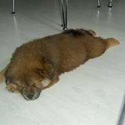 Blanding af racer Mitzo