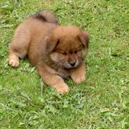 Blanding af racer Mitzo