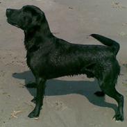 Labrador retriever Bundy