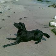Labrador retriever Bundy