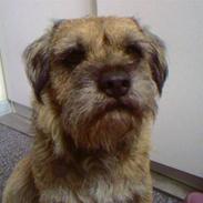 Border terrier Max