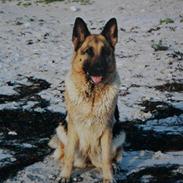 Schæferhund Air-Go Banja