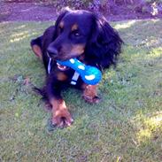 Field Trial spaniel Kenzo