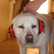 Labrador retriever Luffe<33