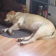 Labrador retriever Luffe<33