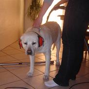 Labrador retriever Luffe<33