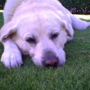 Labrador retriever Luffe<33