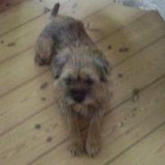 Border terrier Max