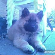 Eurasier Alladin