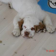 Clumber spaniel Ismo