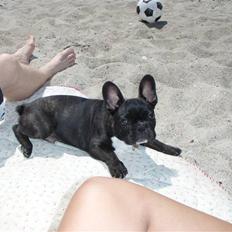 Fransk bulldog tyson