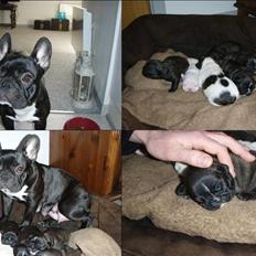 Fransk bulldog tyson