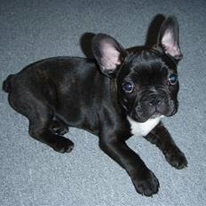 Fransk bulldog tyson