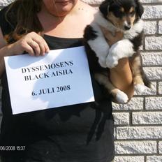 Collie langhåret Black Aisha