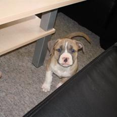 Amerikansk staffordshire terrier Jezzi