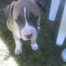 Amerikansk staffordshire terrier Jezzi