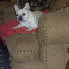 Fransk bulldog Silke