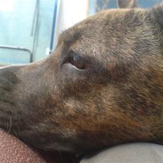 Amerikansk staffordshire terrier Chewie