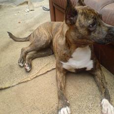 Amerikansk staffordshire terrier Chewie