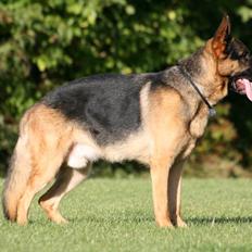 Schæferhund Kløverhorn's Fedor R.I.P.