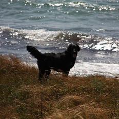 Flat coated retriever Nikka