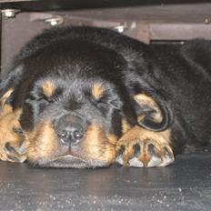 Rottweiler Nuggi