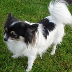 Chihuahua Laban/Dyrlægegårdens Thor