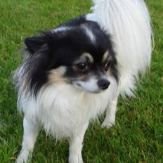 Chihuahua Laban/Dyrlægegårdens Thor