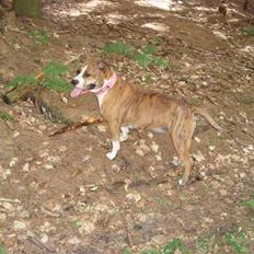 Blanding af racer Cassie