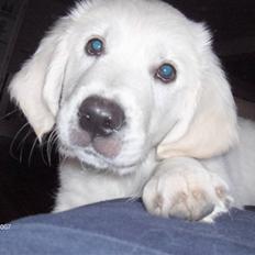 Golden retriever Simba