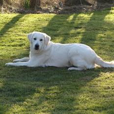 Golden retriever Simba