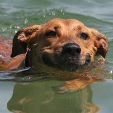 Blanding af racer Dulle