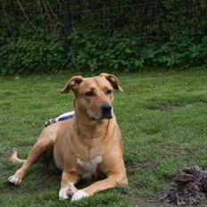 Blanding af racer Dulle