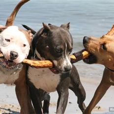 Blanding af racer Dulle