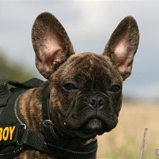 Fransk bulldog Ludvig