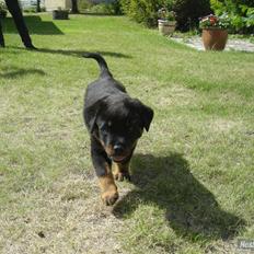 Rottweiler Guffi *venindes*