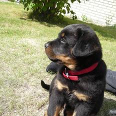 Rottweiler Guffi *venindes*