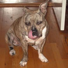 Amerikansk staffordshire terrier Abby (Grise Basse) 