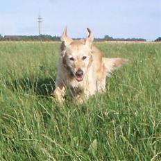 Golden retriever Caseih