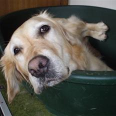 Golden retriever Caseih